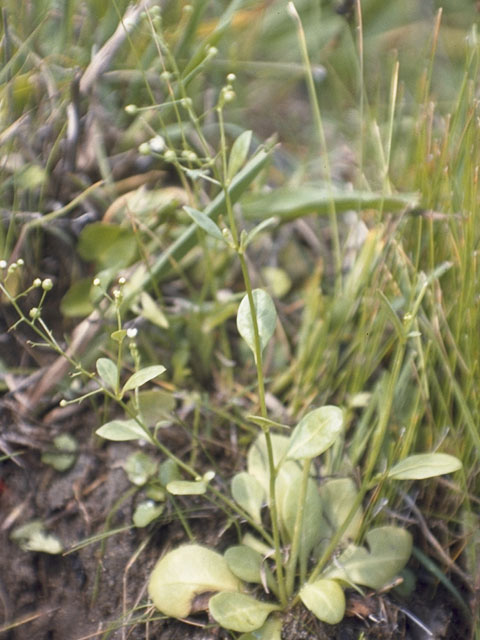 Samolus ebracteatus ssp. cuneatus (Limewater brookweed) #9616