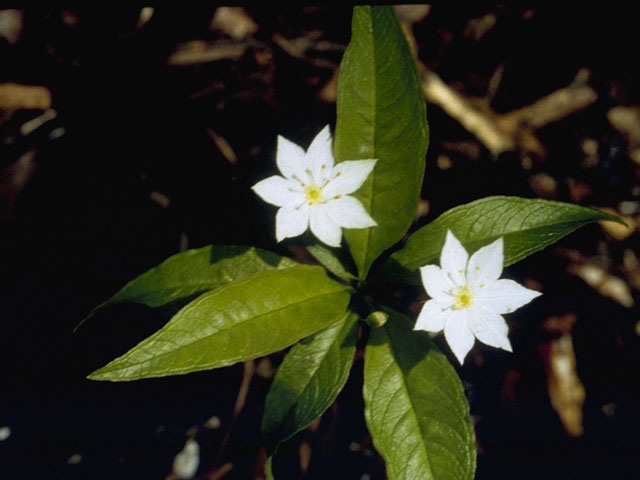 Trientalis borealis ssp. borealis (Starflower) #9622