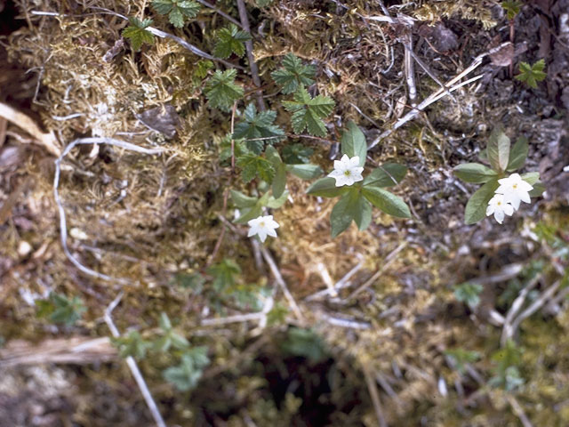 Trientalis europaea ssp. arctica (Arctic starflower) #9623