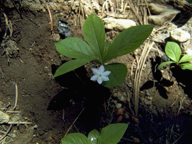 Trientalis borealis ssp. latifolia (Broadleaf starflower) #9630