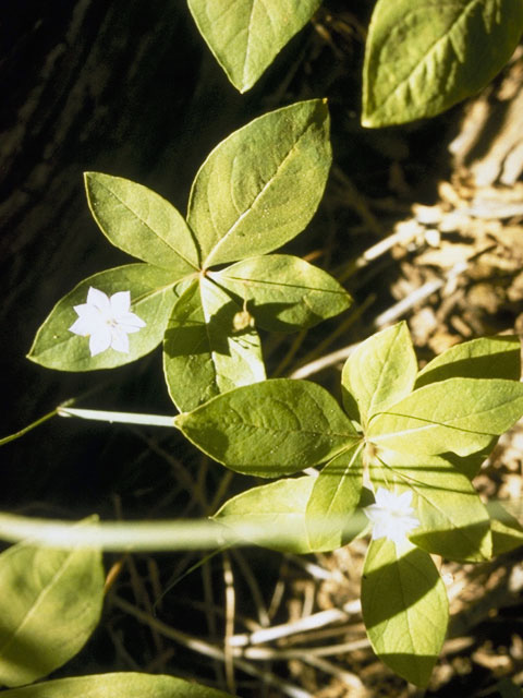 Trientalis borealis ssp. latifolia (Broadleaf starflower) #9631