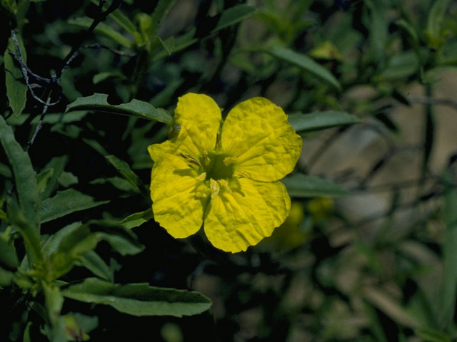 Calylophus serrulatus (Yellow sundrops) #9638