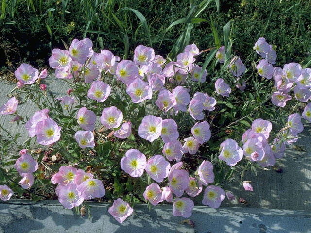 Oenothera speciosa (Pink evening primrose) #9641