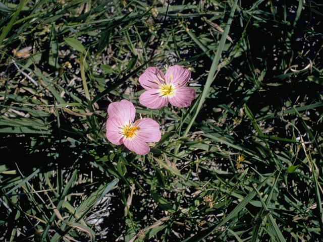 Oenothera speciosa (Pink evening primrose) #9645