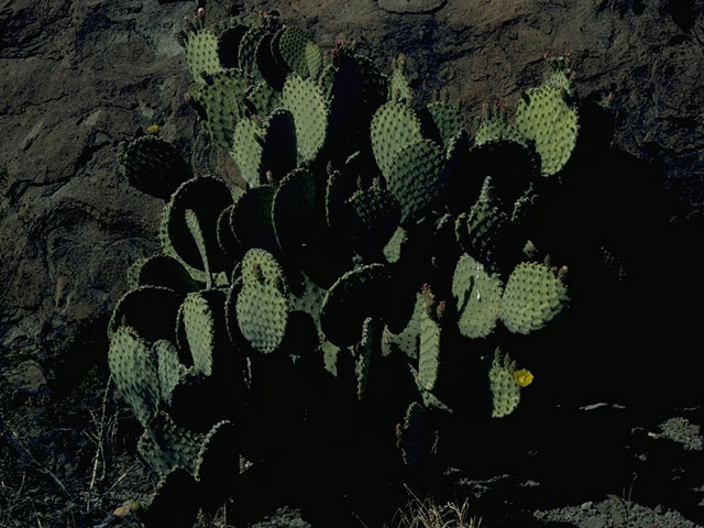 Opuntia engelmannii (Cactus apple) #9660