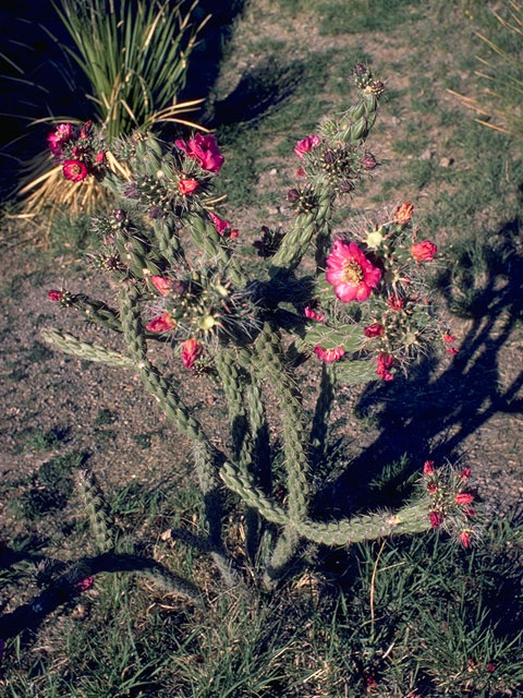 Cylindropuntia imbricata var. imbricata (Cane cactus) #9664