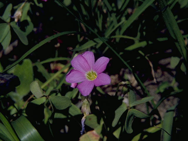 Oxalis violacea (Violet woodsorrel) #9681