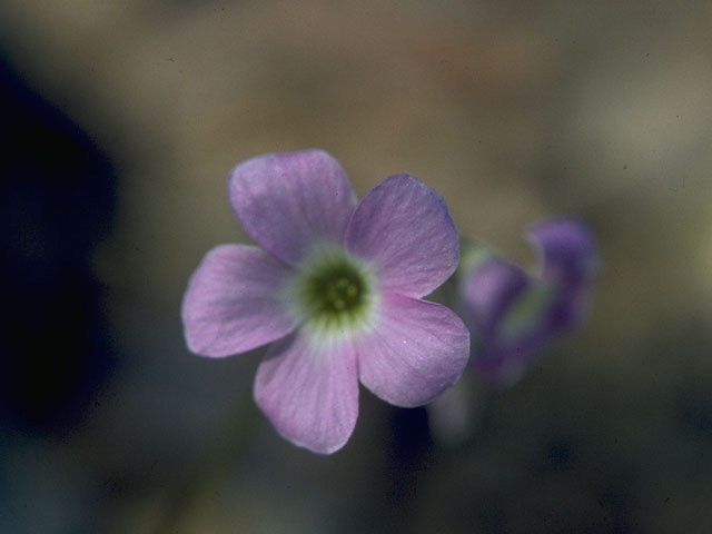 Oxalis violacea (Violet woodsorrel) #9682