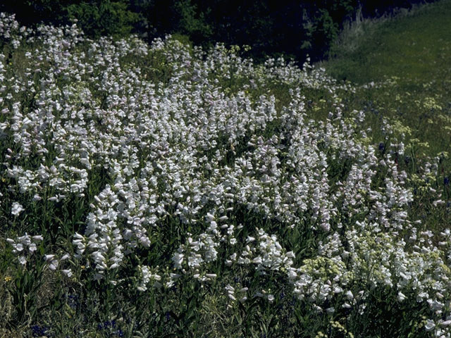 Penstemon cobaea (Prairie penstemon) #9719