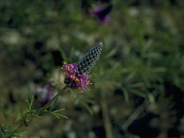 Dalea compacta var. pubescens (Compact prairie clover) #9760