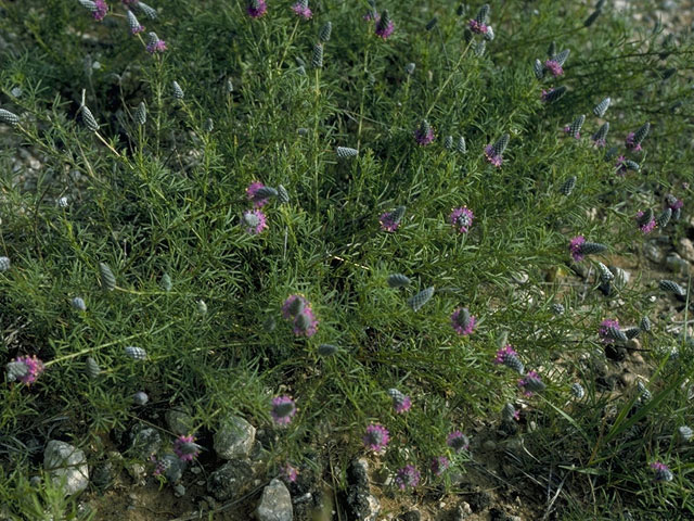 Dalea compacta var. pubescens (Compact prairie clover) #9762