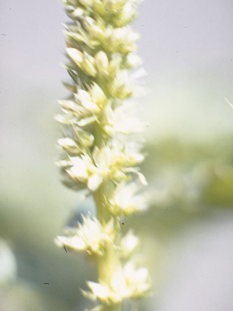 Amaranthus hybridus (Slim amaranth) #9802
