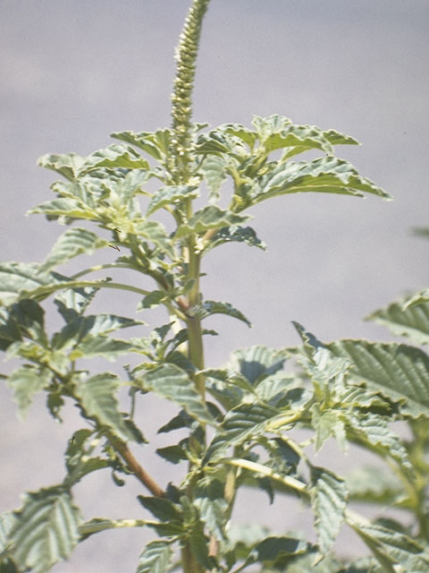 Amaranthus hybridus (Slim amaranth) #9803