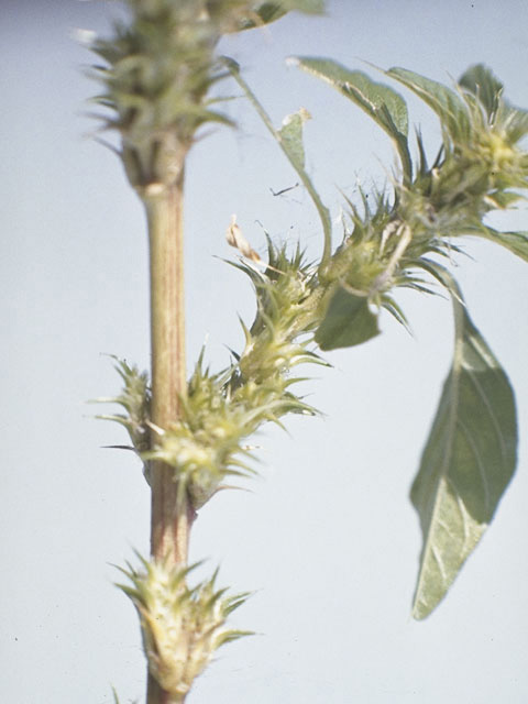 Amaranthus retroflexus (Redroot amaranth) #9805