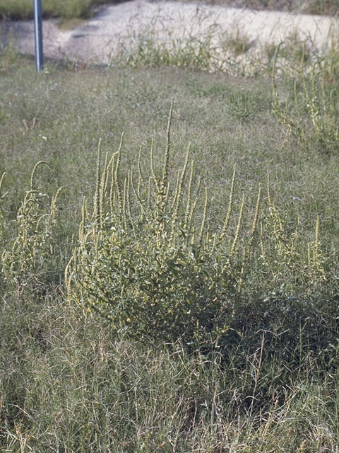 Amaranthus retroflexus (Redroot amaranth) #9806