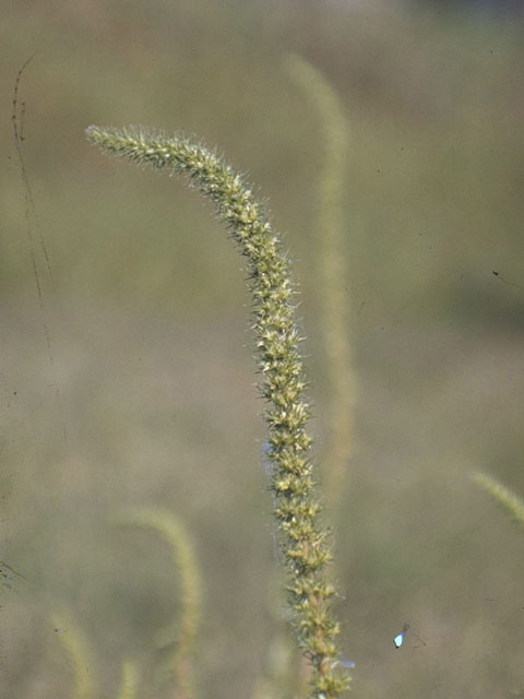 Amaranthus retroflexus (Redroot amaranth) #9807