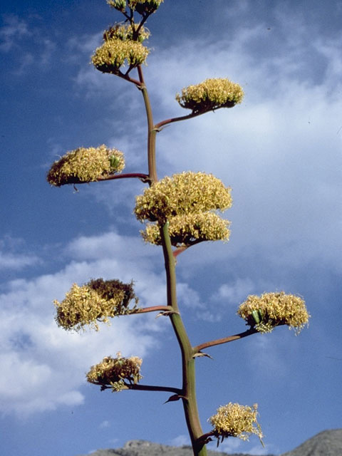 Agave parryi ssp. neomexicana (Parry's agave) #9834
