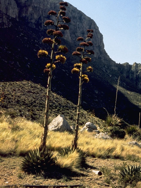 Agave parryi ssp. neomexicana (Parry's agave) #9837