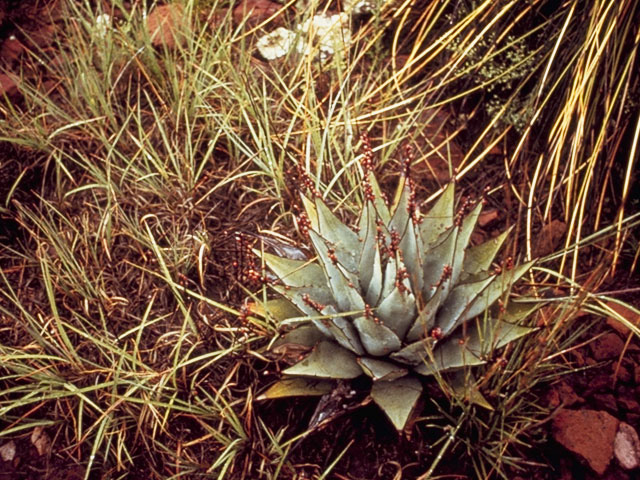 Agave parryi ssp. neomexicana (Parry's agave) #9838