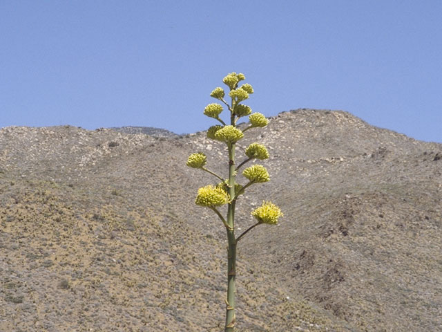 Agave parryi (Parry's agave) #9839