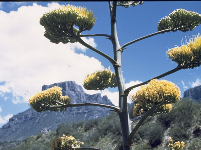 Agave parryi ssp. parryi (Century plant) #9842