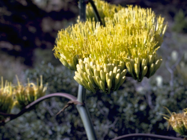 Agave parryi ssp. parryi (Century plant) #9846