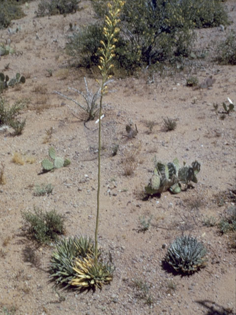 Agave utahensis var. nevadensis (Nevada agave) #9852