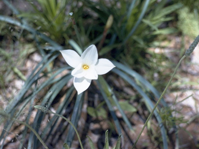 Cooperia pedunculata (Hill country rain lily) #9855
