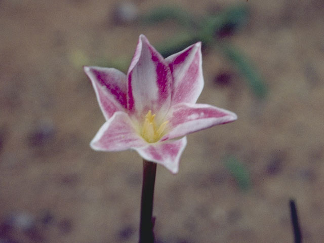 Cooperia drummondii (Evening rain lily) #9860