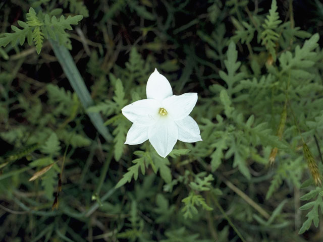 Cooperia pedunculata (Hill country rain lily) #9862