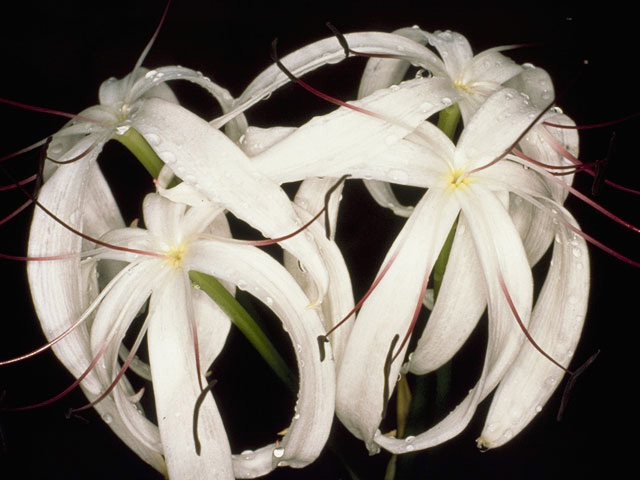Crinum americanum (American crinum lily) #9865