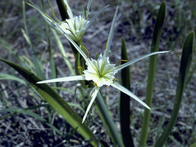 Hymenocallis occidentalis var. occidentalis (Northern spiderlily) #9870
