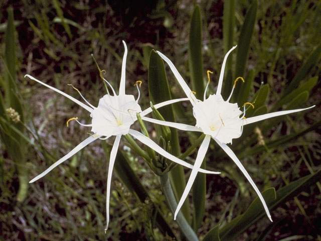 Hymenocallis liriosme (Texas spiderlily) #9874