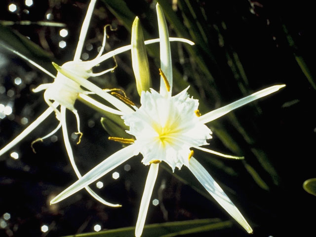 Hymenocallis liriosme (Texas spiderlily) #9875