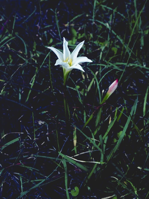 Cooperia pedunculata (Hill country rain lily) #9889
