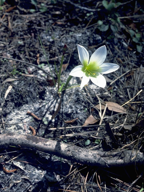 Zephyranthes atamasca (Atamasco lily) #9890