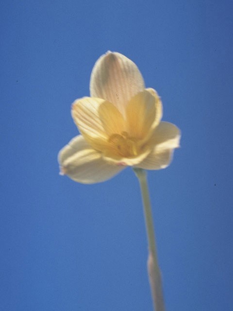 Zephyranthes longifolia (Copper zephyrlily) #9891