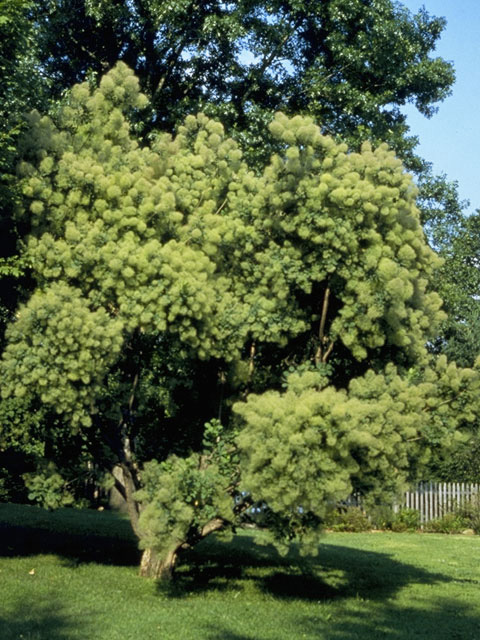Cotinus obovatus (American smoke tree) #9900