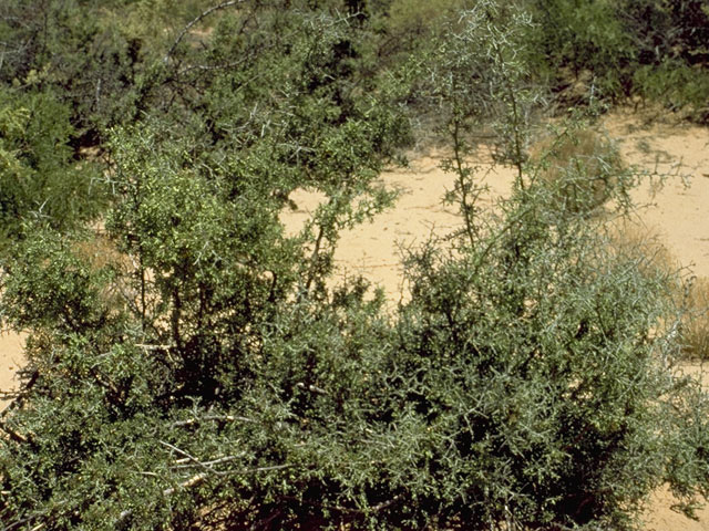 Rhus microphylla (Littleleaf sumac) #9927