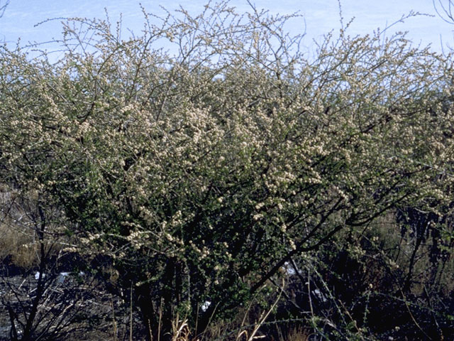 Rhus microphylla (Littleleaf sumac) #9930