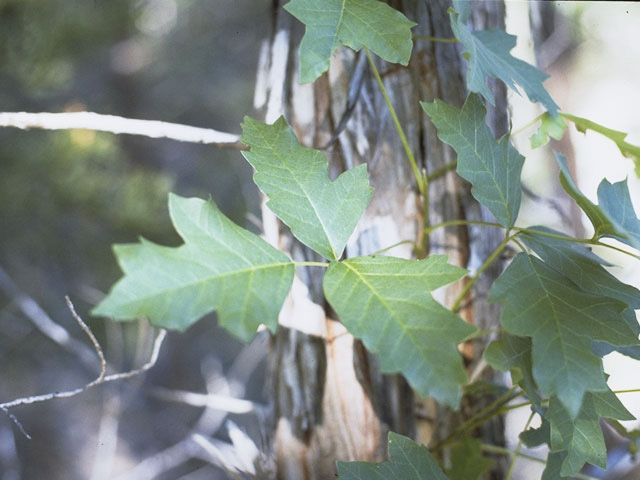 Toxicodendron pubescens (Atlantic poison oak) #9942