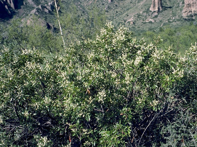 Rhus virens (Evergreen sumac) #9952