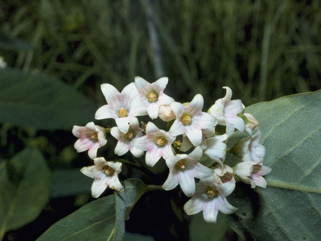 Apocynum androsaemifolium (Spreading dogbane) #9979