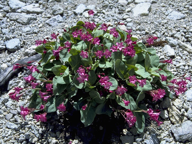 Cycladenia humilis (Sacramento waxydogbane) #9986