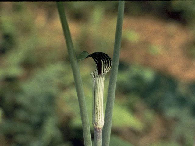 Arisaema triphyllum ssp. quinatum (Five-leaved jack-in-the-pulpit) #10027