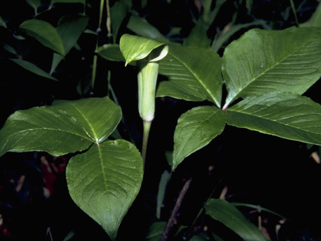 Arisaema triphyllum ssp. quinatum (Five-leaved jack-in-the-pulpit) #10028