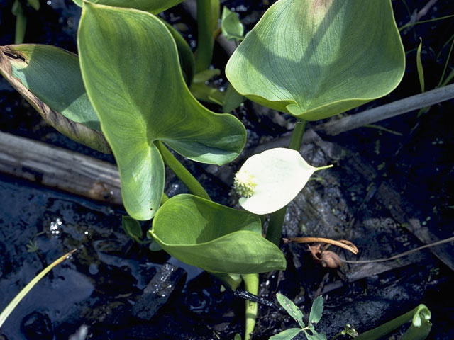 Calla palustris (Water arum) #10049