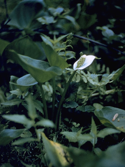 Calla palustris (Water arum) #10052