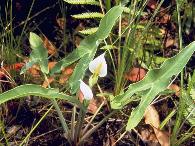 Peltandra sagittifolia (White arrow arum) #10060