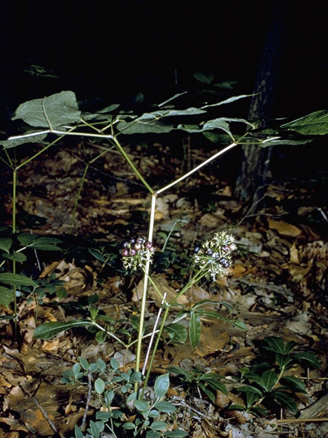 Aralia nudicaulis (Wild sarsaparilla) #10068